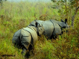 Jaldapara Rhino