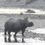 Chilapata Rhino